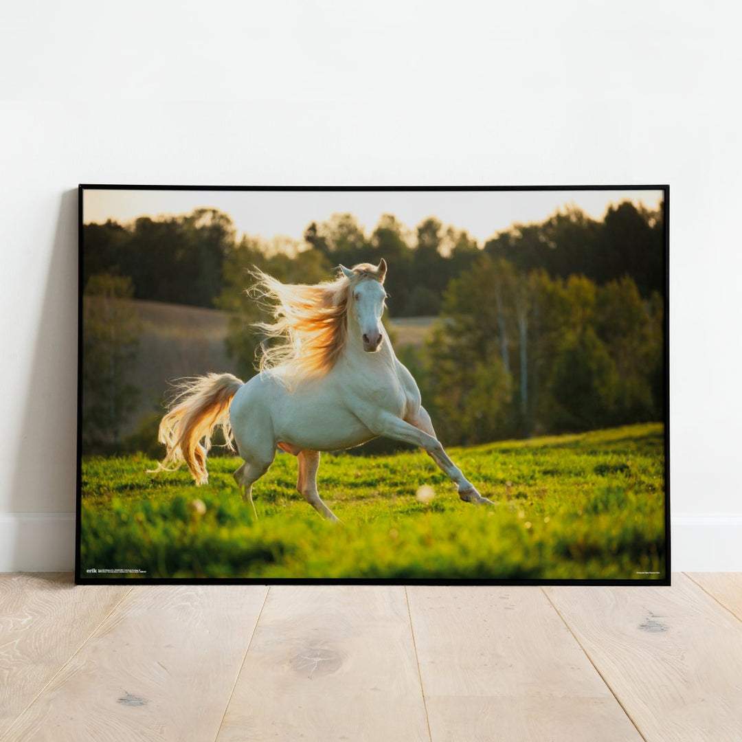 Hvit Hest Plakat - Supernerds