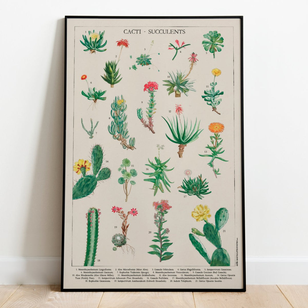 Kaktus Plakat - Supernerds