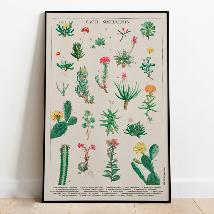 Kaktus Plakat - Supernerds